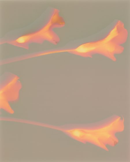 Zantedeschia Quartus (2023)