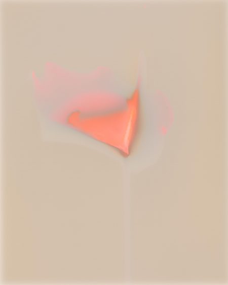 Anthurium Solo II (2023)